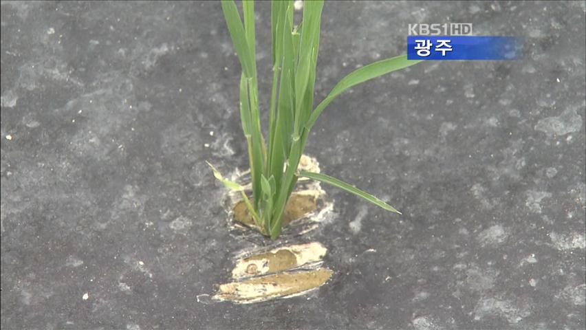 ‘1석 3조’ 벼도 비닐 멀칭 재배