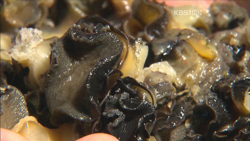 ‘중국산 우렁이’ 양잿물 불려 국산 둔갑 판매