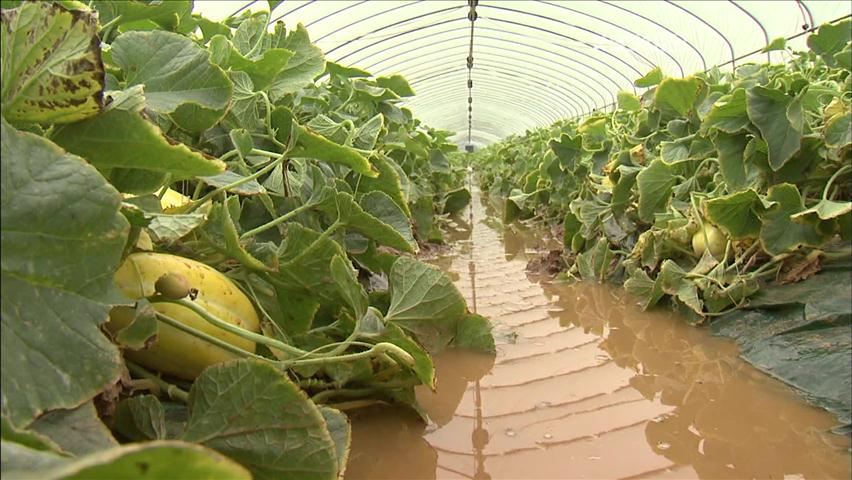 “폭우로 과일 농사 망쳤다”…가격 급등세
