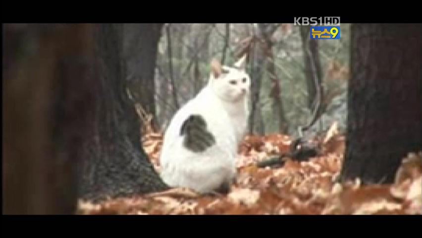 유기 고양이 두 번 죽인 ‘인면수심’