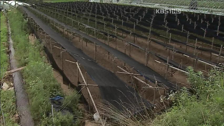 4년 키운 인삼밭도 ‘쑥대밭’…농민들 절망