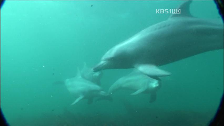 공연장 돌고래, 알고보니 ‘불법 포획’