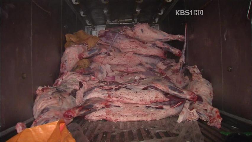 ‘위생 불량’ 축산물 운반 차량 무더기 적발