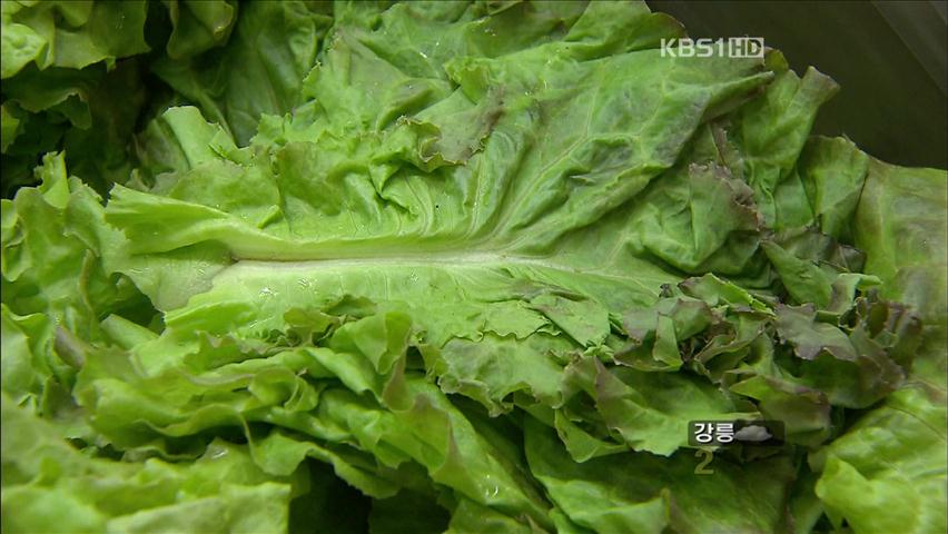 기나긴 장마에 ‘채소 품귀’…진풍경 속출