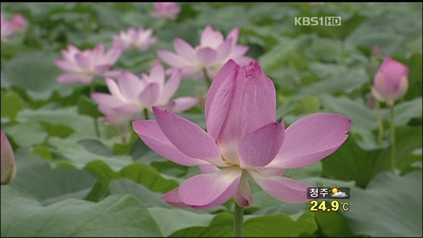 ‘형형색색’ 연꽃의 향연