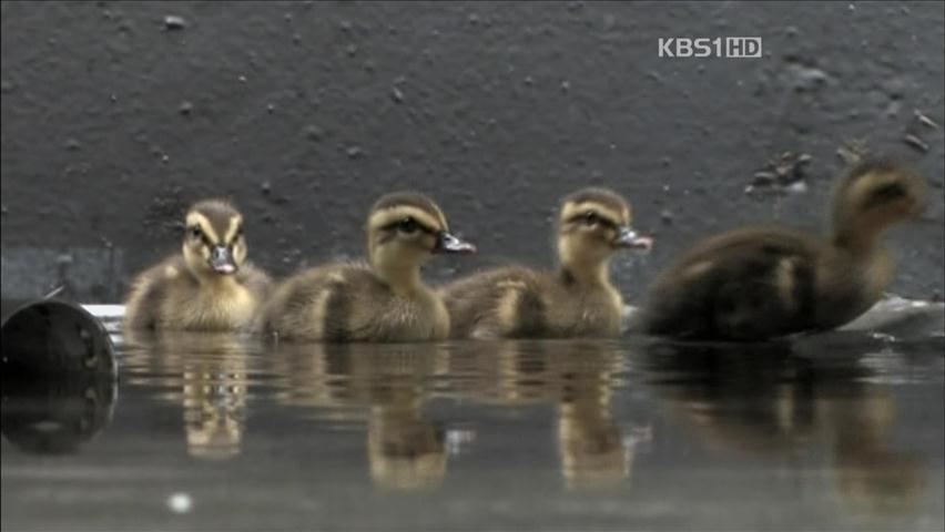 도심 옥상에 둥지 튼 ‘흰뺨검둥오리’