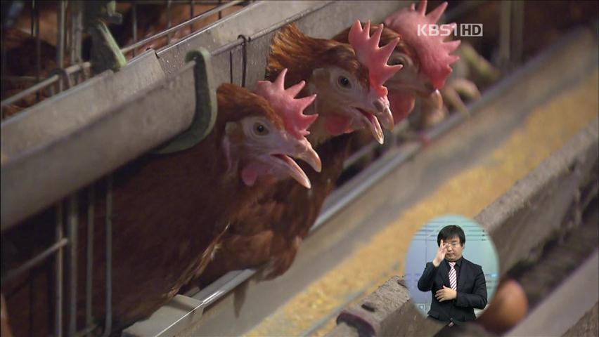 가축도 지쳤다! 우유·달걀 생산량 ‘뚝’