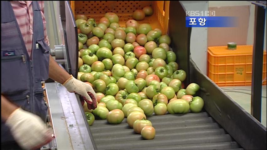 친환경 토마토 생산 차별화로 ‘고소득’