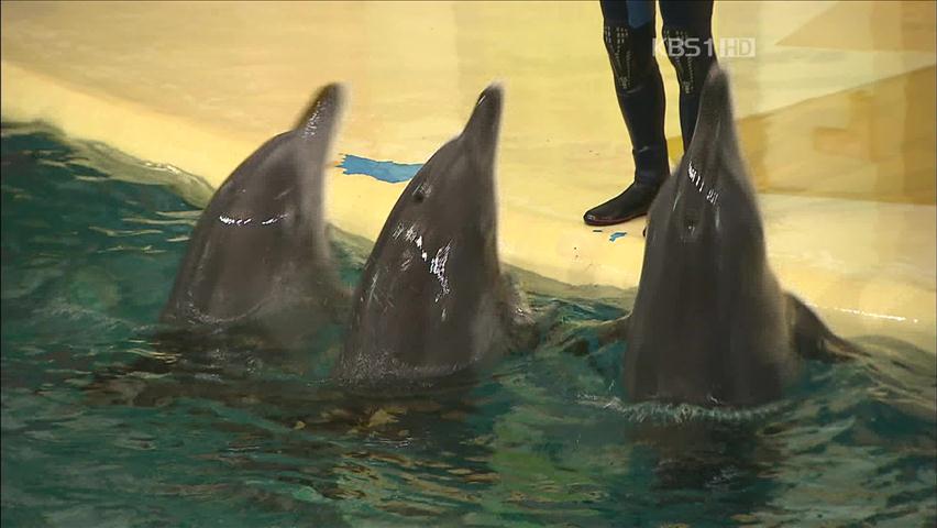‘불법 포획’ 동물원 돌고래 방생 논란