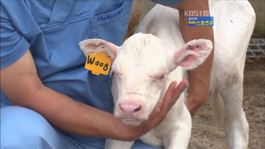 토종 ‘백색 한우’ 국내연구진 증식 성공