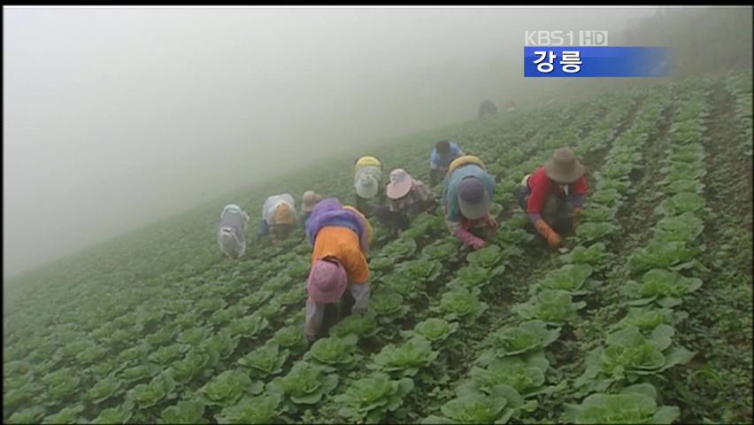 강원지 고랭지 채소 작황 좋다