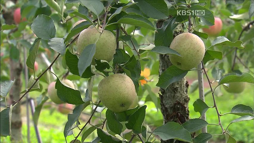 수확량 감소…추석 앞두고 과일값도 ‘비상’