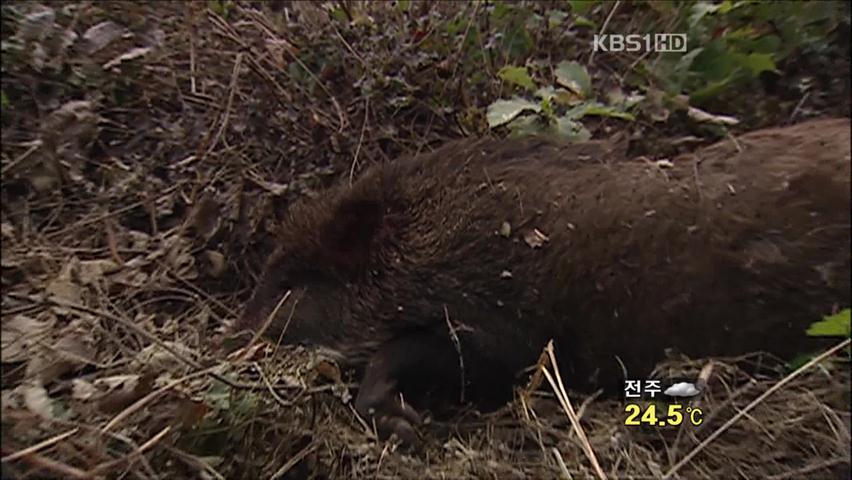 멧돼지·고라니 피해 내년부터 보상 가능