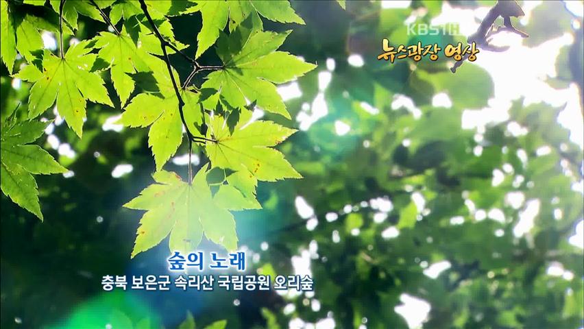 [뉴스광장 영상] 숲의 노래