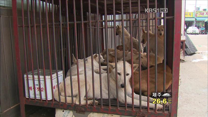 복날의 눈물…서울 도심서 잔인한 ‘개 도살’