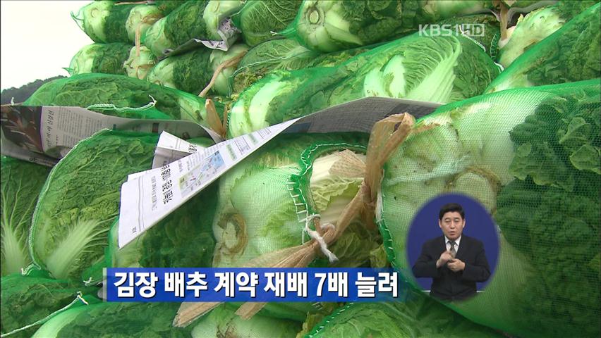 김장 배추 계약 재배 7배 늘려