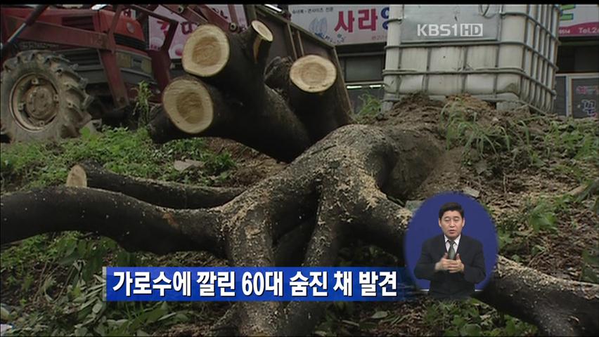 가로수에 깔린 60대 숨진 채 발견