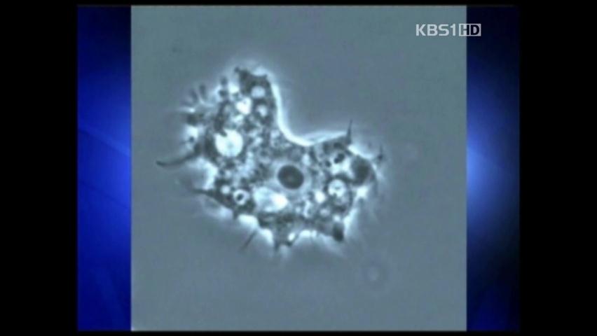 美, 수영하던 10대 3명 ‘아메바 감염’ 숨져    