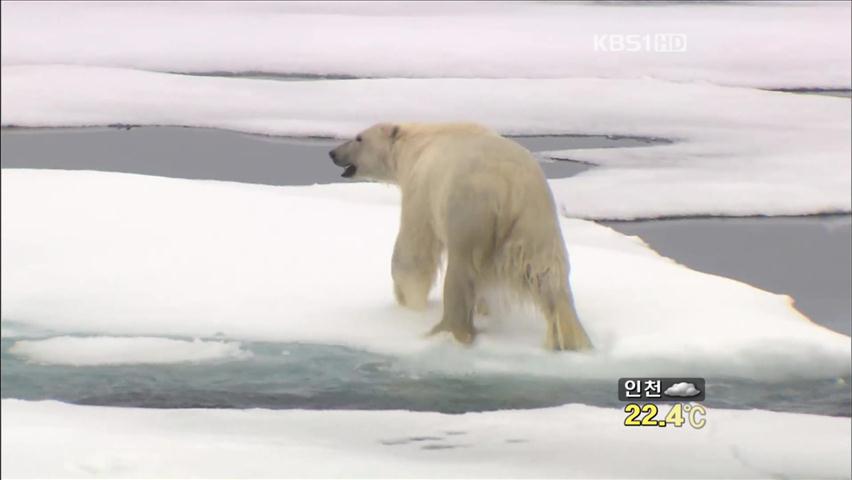 북극곰의 힘겨운 생존 투쟁
