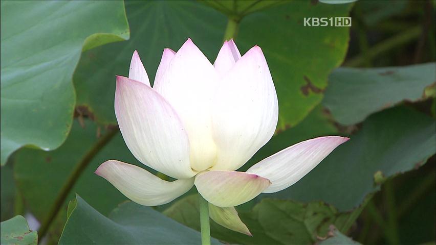 [뉴스광장 영상] 연꽃의 향연