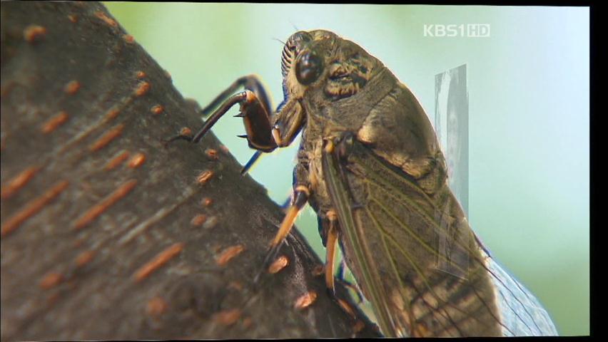 [자연과 인간] 밤낮없는 ‘맴맴’…공해 수준 