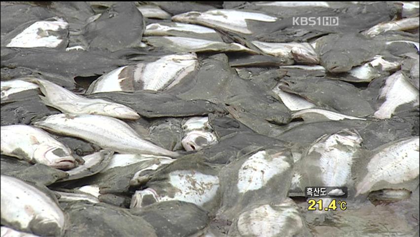 ‘헬기 추락 정전’ 고흥 양식장 폐사 속출
