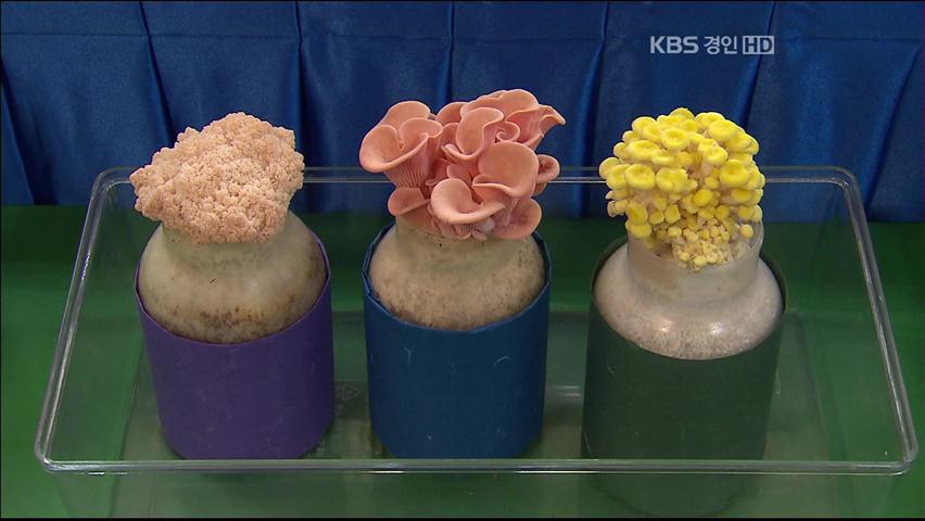 세계 시장 목표 ‘버섯 강국’ 꿈꾼다!