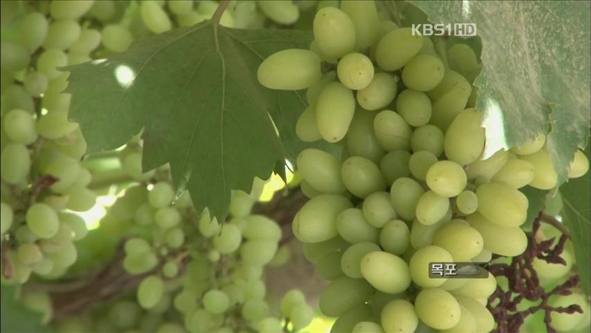 ‘사막의 기적’ 中 투르판의 포도