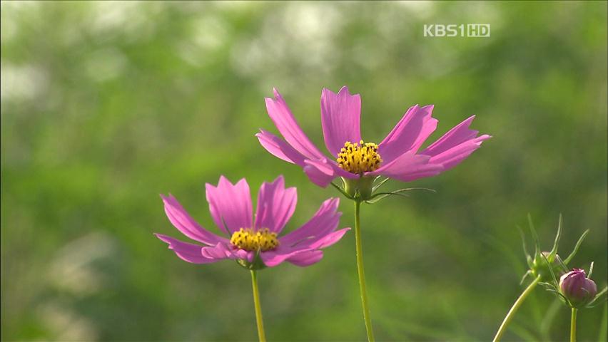 [뉴스광장 영상] 가을 향기