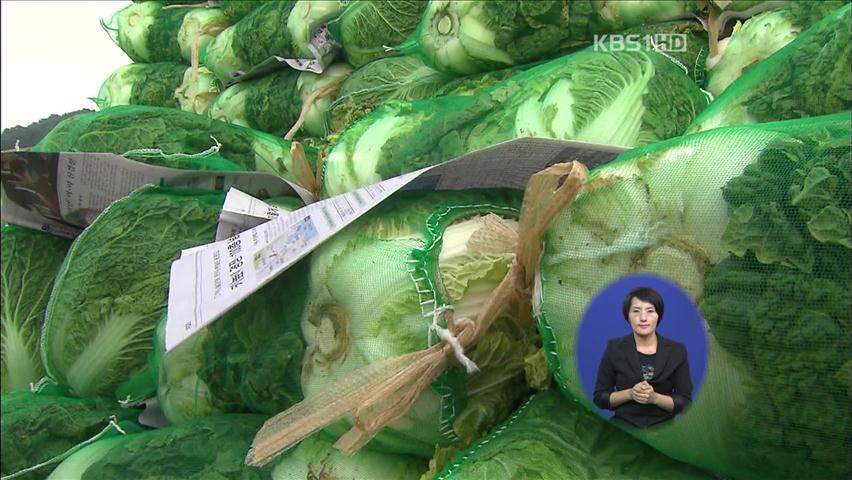 ‘배추 유전체’ 세계 첫 완전 해독