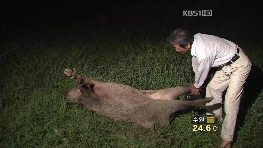 대낮 야생 멧돼지 ‘습격’…주민 등 2명 중태