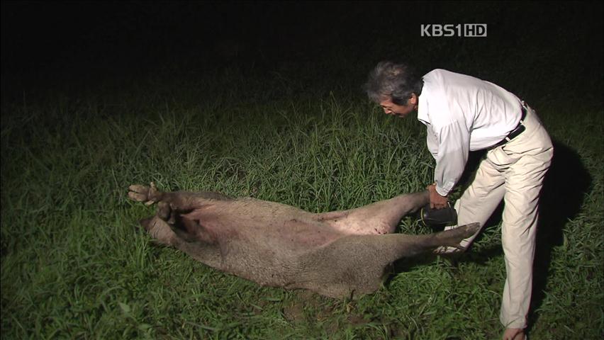 멧돼지 공격 받은 동물보호협회 회원 숨져