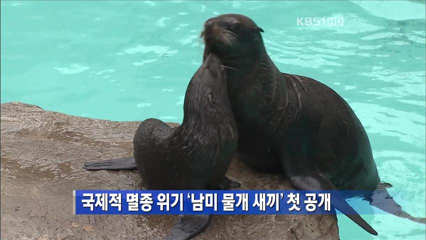 국제적 멸종위기 ‘남미물개 새끼’ 첫 공개