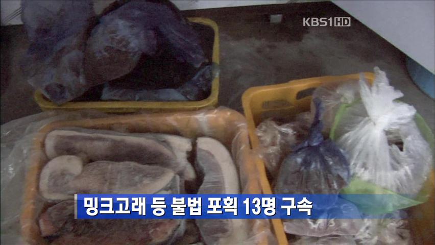 밍크고래 등 불법 포획 13명 구속