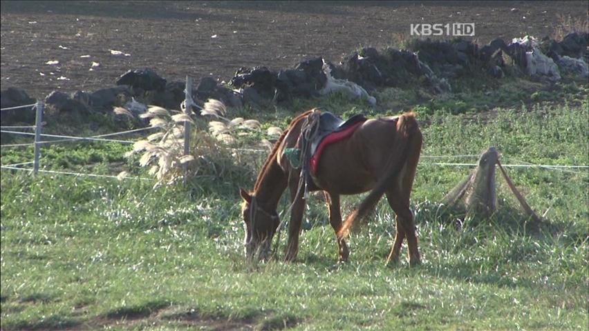 말 산업 육성 위한 ‘말길 만들기’ 사업 제안