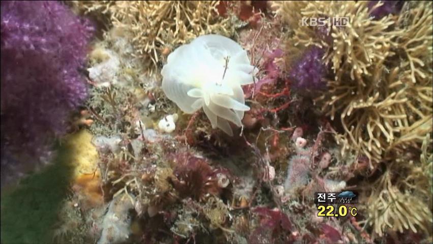 남해안 바닷속, 아열대 생물 다량 발견