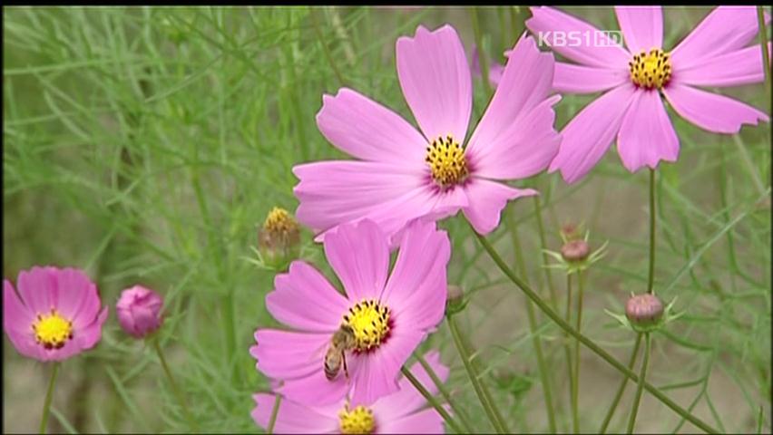 코스모스·메밀꽃 활짝…가을 축제 향연