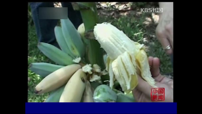 타이완 껍질째 먹는 바나나 인기