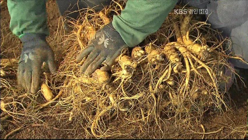 ‘명품 인삼’ 축제 준비 구슬땀