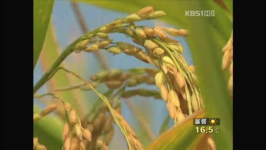 ‘슈퍼쌀’ 개발·보급에 사활 건 중국