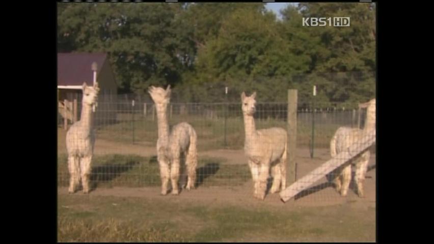 떠오르는 알파카 산업