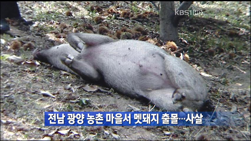 전남 광양 농촌 마을서 멧돼지 출몰…사살