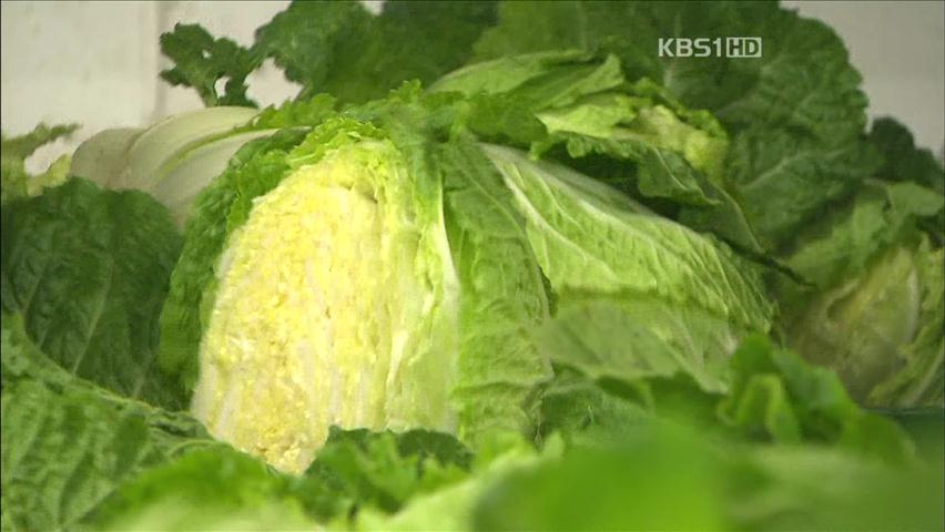 [심층취재] ‘배추 파동’ 1년…올해는 문제없나?