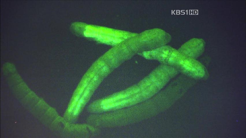 변색없는 ‘녹색 형광누에’ 세계 최초 개발