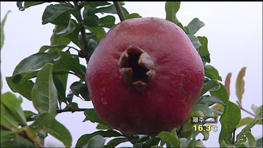 친환경 고흥 석류 ‘인기’