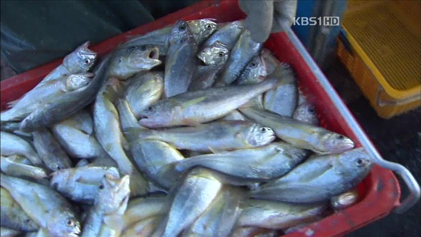 제주 해상, 조기 ‘풍년’ 갈치 ‘흉년’…희비 엇갈려