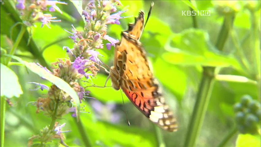[뉴스광장 영상] 나비는 내 친구