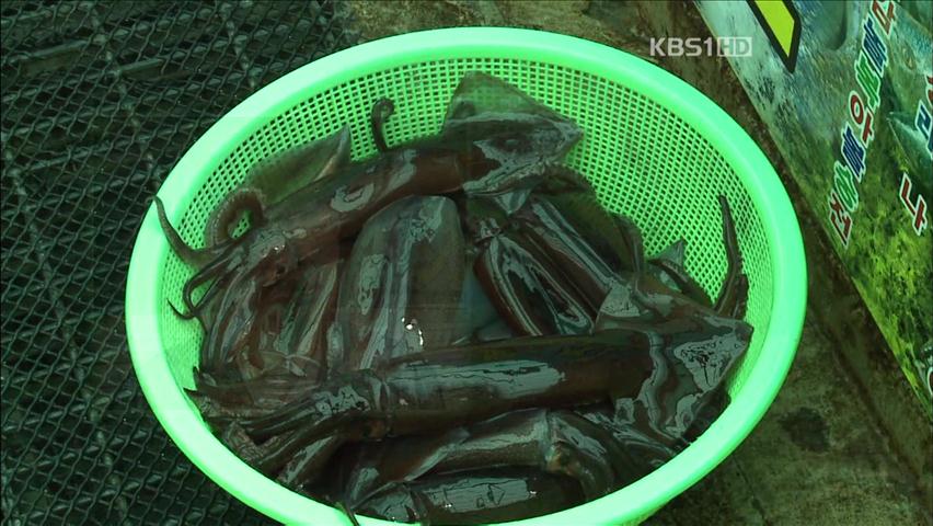 “반갑다 오징어”…가을 동해는 불야성