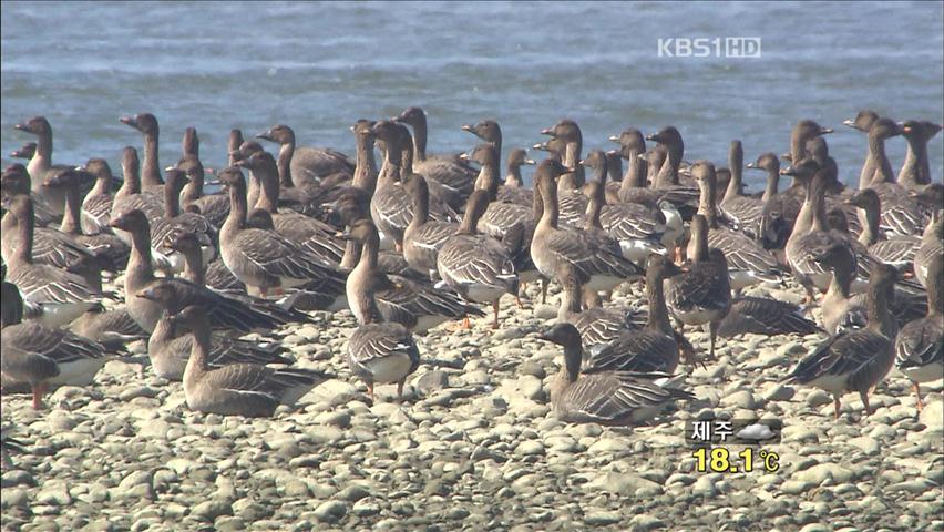 서울서 30분 거리, 야생 천국 ‘장항 습지’