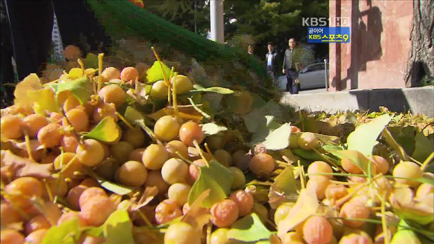 도심 ‘골칫거리’ 은행열매, 일석이조 효과